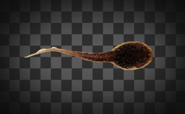 捞蝌蚪小班教案6篇