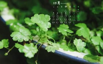 中班12月周工作计划8篇
