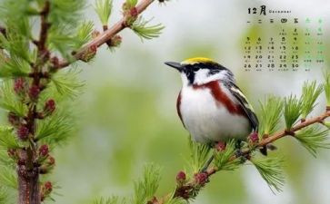 物业12月工作总结8篇