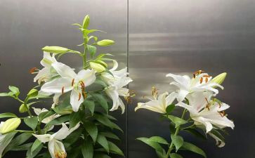 百合文读后感8篇