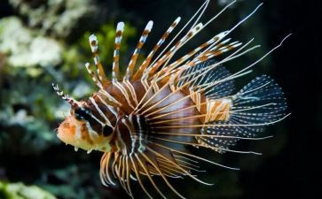 生物教育调查报告5篇