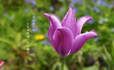 八月活动方案5篇