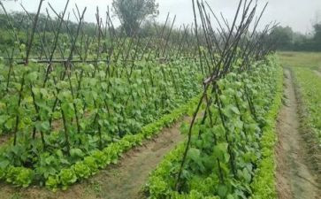 种蔬菜的调查报告范文7篇