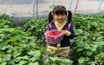 采摘活动方案推荐8篇