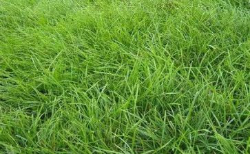 草房子的读后感300字模板8篇