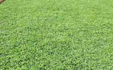 草房子读后感读后感读后感通用7篇