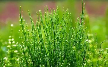 草房子第三章读后感8篇