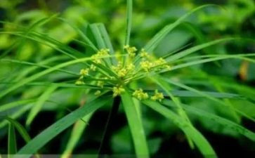 草房子读后感400优质7篇