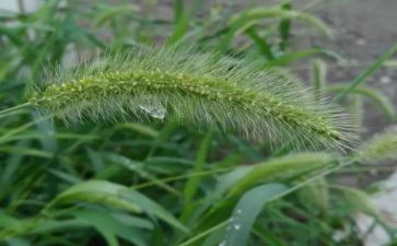 《草原》的读后感优秀7篇