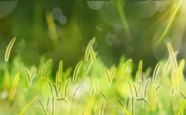 草原读后感200最新7篇