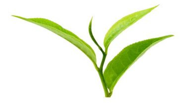 茶培训演讲稿7篇