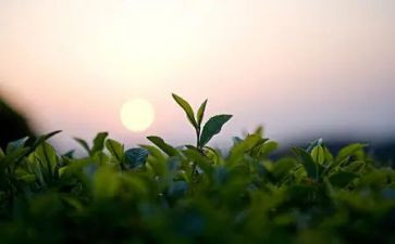 茶花女读后感推荐6篇