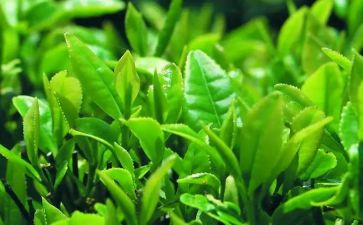 山茶花读后感300字6篇
