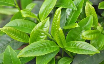 奶茶店月工作总结5篇