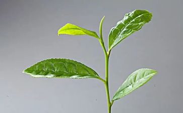 茶作文读后感模板8篇