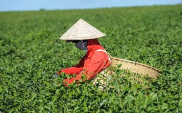 茶作文读后感推荐6篇