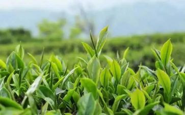 茶作文读后感通用7篇