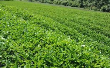 茶培训演讲稿优秀5篇