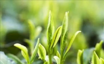 阅读茶与悟的读后感优质5篇