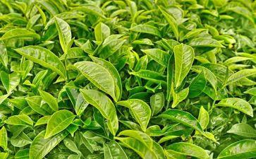 猫的星星茶读后感7篇