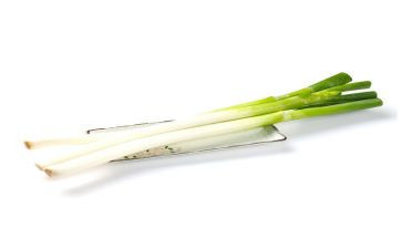 葱的读后感5篇