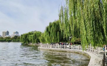 美丽的大明湖作文8篇