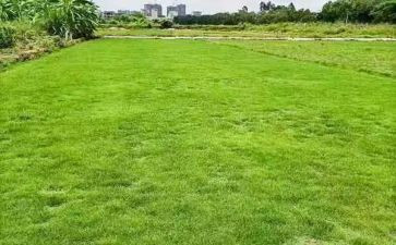 爱保护地球的演讲稿6篇