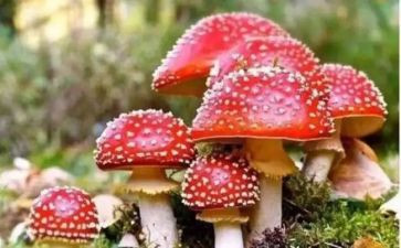 禁毒法心得体会500字7篇