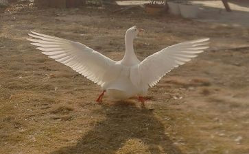 小白鹅读后感6篇