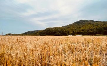 大班音乐苹果丰收教案6篇