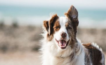 狗猫鼠读后感500字6篇