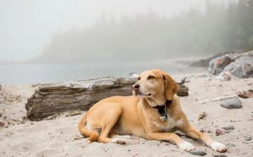 读流浪狗和流浪猫读后感参考8篇