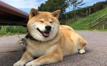 狗知道的读后感7篇