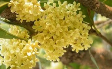 闻桂花作文8篇