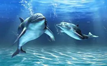 《海豚》读后感最新8篇