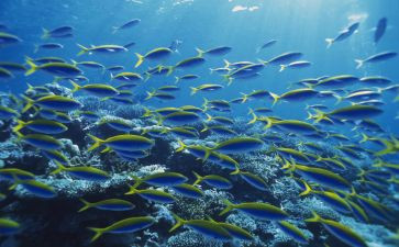 七年级海底两万里读后感600字6篇