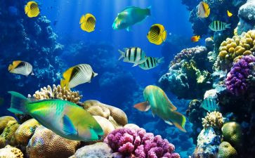 读后感海底两万里500字通用7篇