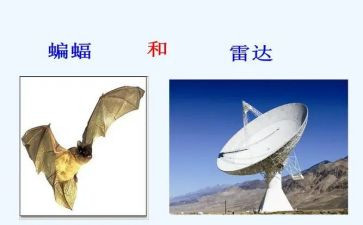 蝙蝠和雷达教案6篇