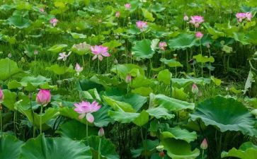 荷塘月色的心得5篇