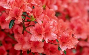 读朝花夕拾读后感5篇