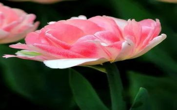看朝花夕拾读后感400字7篇