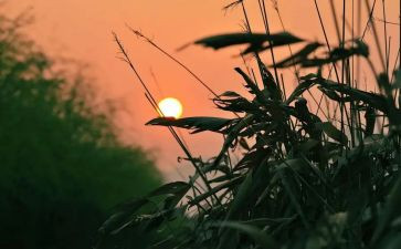 秋天的怀念读后感400字8篇