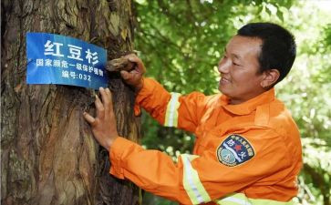 护林工作半年总结5篇