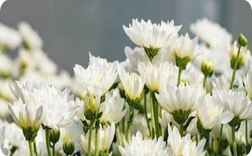 清明节祭奠演讲稿6篇