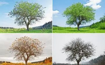 蓝莓季节的读后感6篇