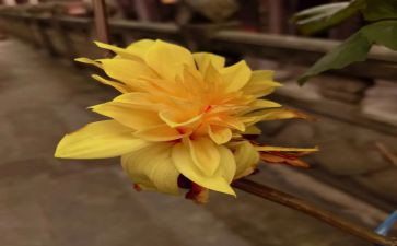 赏秋菊作文8篇