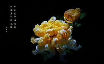 野菊花小学生作文8篇