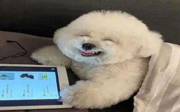 我开心的人作文500字模板8篇