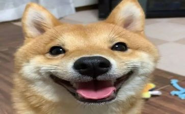 开心的运动会作文优质5篇