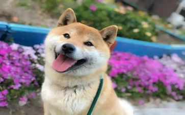 我开心的人作文500字6篇